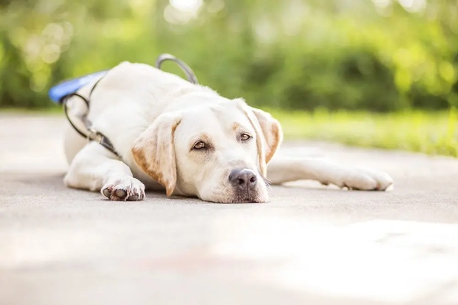What Are Best Service Dog Breeds for PTSD and Anxiety?