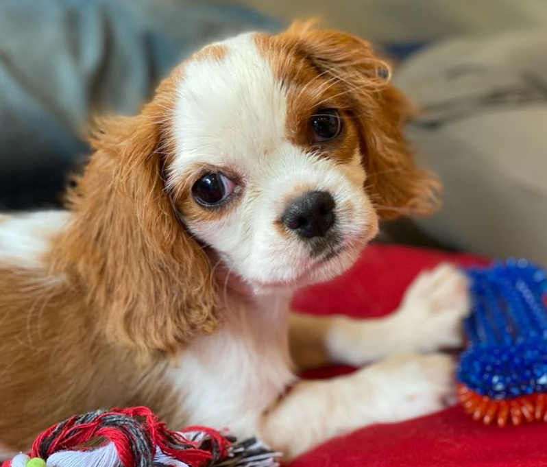 Kajal introduced their pet dog, Mia